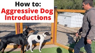 Safely & slowly introduce your aggressive/reactive dog to other dogs.