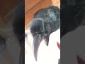 声量を調整しておはよう挨拶するカラスのハッピー カラス crow karasu かわいい おしゃべり 日常 声量 賢い 挨拶 おはよう