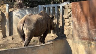 アルゴちゃんに会えなくて寂しいマロくん【‎2025年‎1月28日】【上野動物園】ヒガシクロサイ