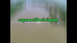 បច្ចេកទេសដាំដំណាំសណ្តែកកួរ