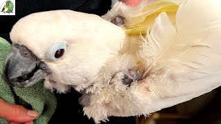 Victoria Cockatoo Mutilated Herself and Has Dried Blood In Her Nostrils | Today's Procedure Update