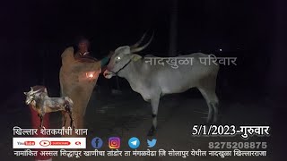 मा राकेश पाटिल मालक यांच्या भक्तीचे नादखुळा परिवारमध्ये पुजाआरती करुन स्वागत-खिल्लार शेतकर्यांची शान