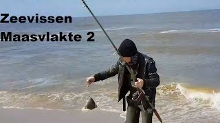 Zeevissen maasvlakte 2. Een mooie schar gevangen. / Seafishing from the shore. Caught a nice dab.