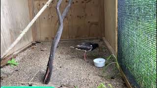 Juvenile tōrea pango (variable oystercatcher)