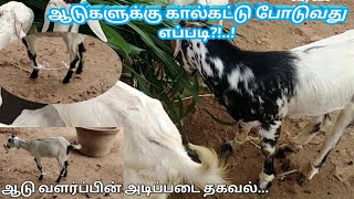 ஆடுகளுக்கு கால்கட்டு போடுவது எப்படி?| ஆடு வளர்ப்பு |Brilliant Jokers