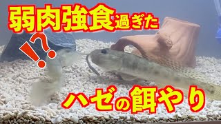 【ハゼ飼育】汽水域で釣ったハゼにイソメを与えたら…釣り人必見のハゼの生態を大公開！《2021年1月》