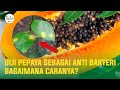 Making Bactericide from Papaya Seeds (Easy and Efficacious)