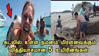 கடலில் உள்ள நம்மை மிரளவைக்கும் வித்தியாசமான 5 உயிரினங்கள் | TAMIL TALK