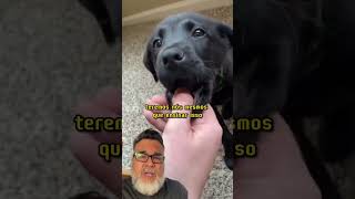 O seu filhote morde muito? #adestramento #cachorro #filhotes #relacionamento #adestramentodecães