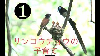 ①サンコウチョウの子育て/抱卵（三光鳥、Terpsiphone atrocaudata）