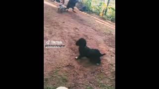 අපි සෙල්ලම් කරනවා😊 #subscribemychannel #cute #dogshorts #dogs #trending #viral #puppy #play #funny