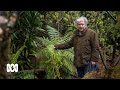 Tree hunter grows the world's rarest plants in a rare tree garden | ABC Australia