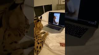 This cat watch her onlyfan! #shorts #viral #pets #catslover #onlyfans #onlystatus #trending