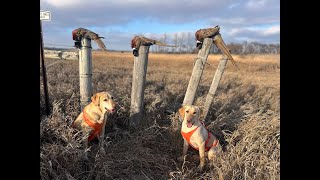 2025 New Years Day Quick Limit - SD Public Land Pheasant Hunting