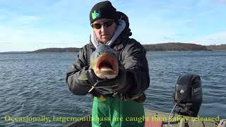 Lake Trout Monitoring