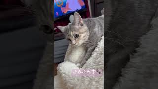 毛布の上でふみふみ🐾