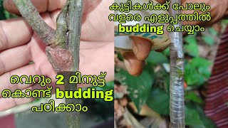 വെറും2മിനുട്ട് കൊണ്ട്Budding എങ്ങനെ ചെയ്യാം|grafting malayalam| പ്ലാവ് /jackfruit plant budding