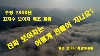 보이차 제조 과정 (전수공으로 제조하는 수령2800년 보이차) 쾌활보이차