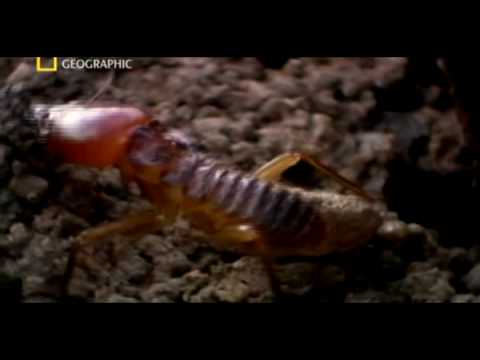 Matabele ants vs termite soldiers Matabele ants vs termite soldiers