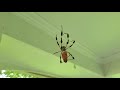 In Memoriam - Charlotte, A Golden Silk Orb-Weaver (Banana Spider)  (6/3/2019 - 10/21/2019)