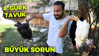 BÜYÜK SORUN ! 8 Tavuk Gurk Olmuş - Hepsini Taşıdım - Çiftlik İşleri - Keklik Yumurtalarından Kalkmış