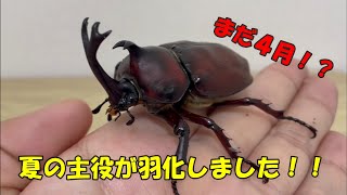 【最高】夏の主役が一足早く羽化してきました！！【カブトムシ・クワガタ】