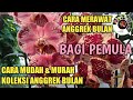 CARA MERAWAT ANGGREK BULAN, CARA MUDAH & MURAH PUNYA KOLEKSI ANGGREK