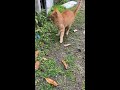 強烈な猫パンチ