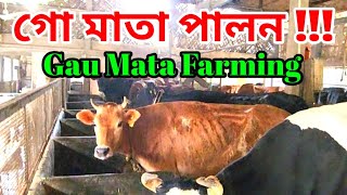 গো মাতা পালন || Assam gau mata farming || dairy farming in india ||