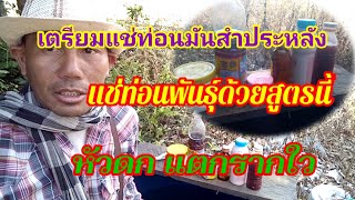 เตรียมแช่ท่อนมันสำประหลัง​ แช่ท่อนพันธุ์ด้วยสูตรนี้​ หัวดก​ แตกรากใว