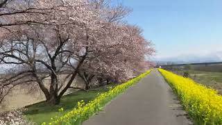 20230401加治川の桜