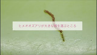 ヒメオオズアリの働きアリが大きな餌を持って帰るところ