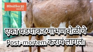 गाभण शेळीचे शव विच्छेदन। Post mortem of a pregnant goat!