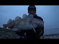 codling lilstock 18.1.25. beachfishing seafishinguk bristolchannel