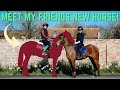 MEET MY FRIENDS NEW HORSE AND GO HACKING!