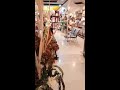 huge gift shop in pwd islamabad gift giftshop flowers