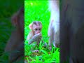 Very Cute Baby Monkey #shorts | Epic  | 100 M Monkey #Shorts #MonkeyShort