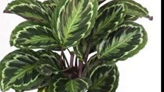 DUA ÇİÇEĞİ BAKIMI 🤲CALATHEA-MARANTA