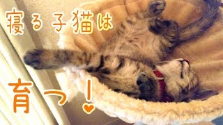 【猫日記】遊び疲れて寝る子猫を観察！寝顔としぐさが、とってもかわいい【保護猫】