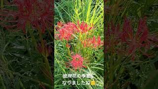 彼岸花の季節になりました☺️#9月#彼岸花#秋の気配#花#植物#風