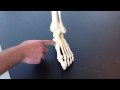 Tarsal Bones