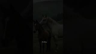 Two Horses Grazing Peacefully in a Rainy Mountain Pasture🌿