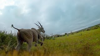 Experience a Thrilling Hunt From a Cheetah's perspective | BBC Earth Explore