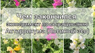 Что произойдёт если не пикировать Антирринум (львиный зев). Львиный зев без пикировки.