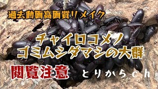 【ミルワーム】チャイロコメノゴミムシダマシの大群を高画質で楽しむ。【過去動画リメイク】