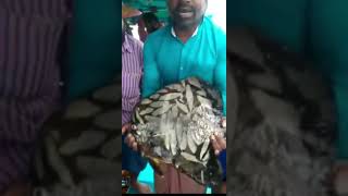 Payanthi fish from Koilandi harbour #youtubeshorts #Pictures of various fish on the skin#very rare