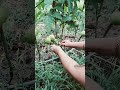 Putting a string on my tomato plant.