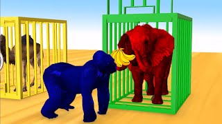 Learn Colors Learn Animal Name Sound Gorillas Nursery Rhymes and Cages Cartoon for Children