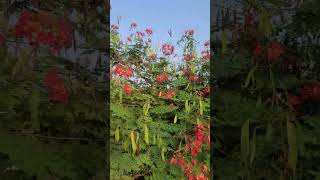 Peacock Flower plant