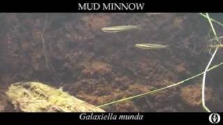 Film 1.4 NFF Mud Minnow